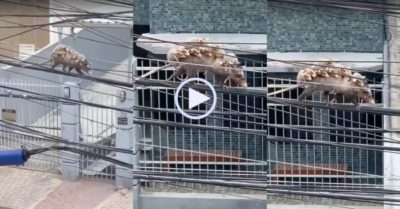 Video: Chuột mẹ gồng mình cõng bầy con đi trên dây điện
