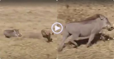 Video: Báo chạy trối chết khi bị lợn rừng quay đầu phản công