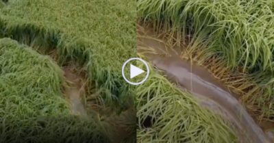 Video: Cận cảnh ruộng lúa của anh nông dân bị cá lóc khủng ‘cày’ nát