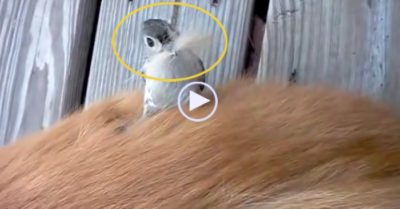 Video: Chim bạc má mạo hiểm nhổ trộm lông từ động vật sống đưa về lót tổ