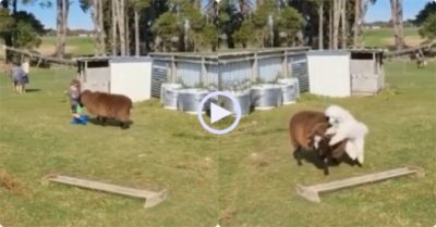 Video: Thấy cậu chủ nhỏ bị cừu bắt nạt, chú chó liền chạy tới ‘xuất chiêu’ bảo vệ