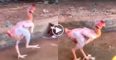 Video: Con gà bị vặt hết lông, bước đi yếu ớt ở sân vườn