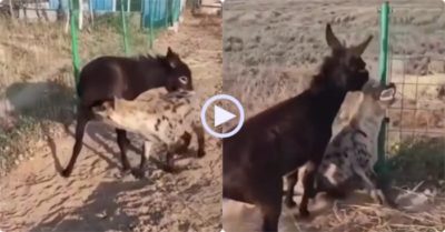 Video: Dám ngoạm đuôi của lừa, linh cẩu bị cắn vào tai kêu la thảm thiết