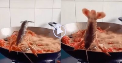 Video: Tôm hùm đất dùng cặp càng nhào lộn, tẩu thoát ngoạn mục khỏi chảo dầu sôi