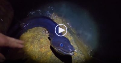 Video: Người đàn ông thả câu trong đêm, vật lộn kéo lên ‘thủy quái’ thuôn dài