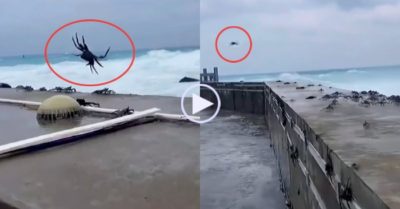 Video: Khoảnh khắc hàng trăm con cua bị gió thổi bay qua tường chắn sóng