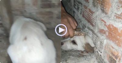 Video: Chú chó nghịch ngợm chui vào lỗ hổng, chủ phải phá tường giải cứu