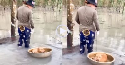 Video: Chú chó nằm cuộn tròn trong thau theo chủ đi mần