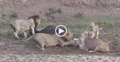 Video: Thấy đàn sư tử đánh nhau giành con mồi, trâu thừa cơ trốn thoát