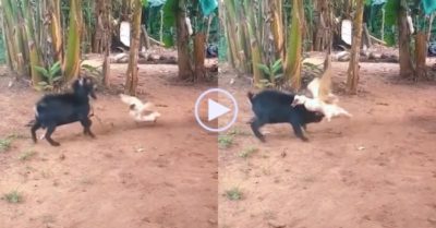 Video: Dê đen thi đấu gay cấn với ngan trắng