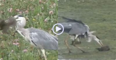 Video: Bị diệc xám mổ liên tục, sáo đá có màn thoát thân ngoạn mục ngay sau đó