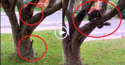 Video: Mèo ngây thơ bị sóc dụ chơi trò ‘đố anh bắt được em’ đến chóng mặt