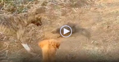 Video: Cầy Mangut đối đầu chó dữ, kết cục một con bỏ mạng