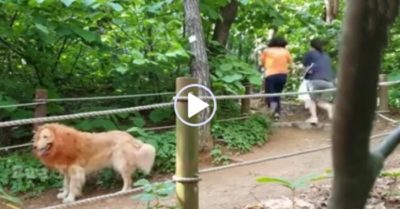 Video: Du khách chạy té khói vì gặp ‘sư tử’ đứng vẫy đuôi giữa đường