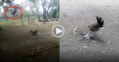 Video: Gà mẹ ‘phi thân’ tấn công lấy mạng diều hâu để bảo vệ đàn con