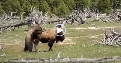Video: Bò bison trả giá bằng cả tính mạng vì trót tấn công gấu xám