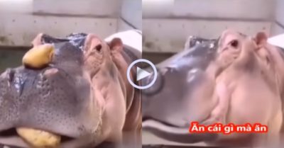 Video: Bị ném khoai tây vào miệng, hà mã dỗi không thèm ăn vì cách cho thiếu lịch sự