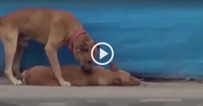 Video: Chú chó đứng suốt một tiếng tìm cách đánh thức bạn bị xe tông