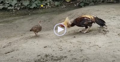 Video: Gà gô xám ‘khiêu chiến’ với gà trống to gấp nhiều lần và kết cục bất ngờ