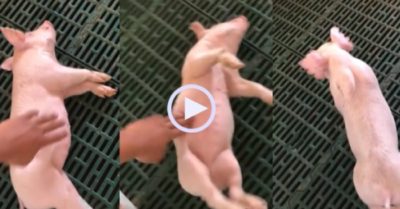 Video: Lợn ngủ say đến nỗi chủ lay cỡ nào cũng không chịu dậy