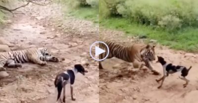 Video: Đang nằm bất động, hổ dữ bất ngờ bật dậy vồ gọn chó hoang