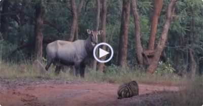 Video: Hổ âm thầm áp sát ‘chơi trốn tìm’ để săn linh dương và kết cục bất ngờ