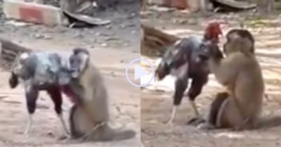 Video: Đấu với gà chọi, khỉ hạ đối thủ bằng màn xoa dịu rồi chờ cơ hội tung đòn