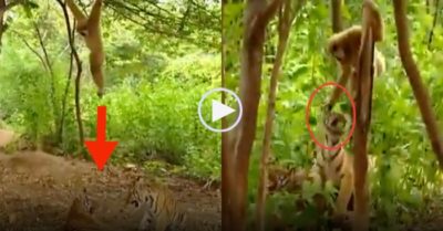 Video: Vượn đu cây xuống trêu chọc véo tai ‘Chúa tể sơn lâm’