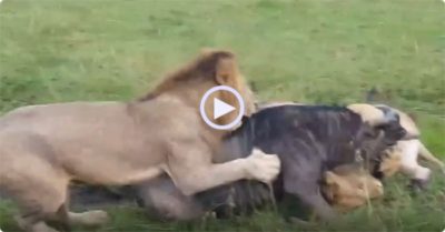 Video: Tốn nhiều sức mới bắt được con mồi, linh cẩu ngậm ngùi nhìn sư tử ‘hớt tay trên’