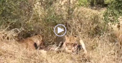 Video: Dám nhòm ngó bữa ăn của bầy sư tử, linh cẩu bị mất mạng trong tích tắc
