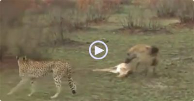 Video: Linh dương thông minh nằm bất động đánh lừa báo săn và linh cẩu ngoạn mục