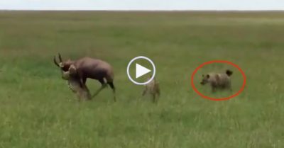 Video: Linh cẩu đến cướp mồi vô tình giúp linh dương thoát khỏi 5 con báo săn