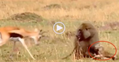 Video: Linh dương mẹ húc liên tục vào khỉ đầu chó để cứu con non