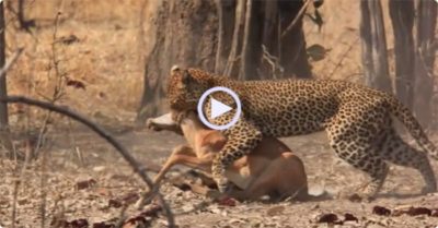 Video: Báo hoa mai nấp trên cây cao nhảy xuống, tung cú cắn ‘chớp nhoáng’ đoạt mạng linh dương