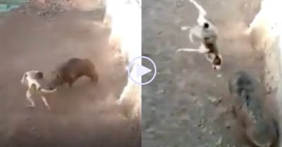 Video: Bị chó Pitbull truy đuổi, lợn rừng quay lại phản đòn hất đối thủ lên cao