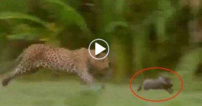 Video: Lợn rừng con bẻ lái khiến báo đốm ‘hít khói’ rồi thoát thân ngoạn mục