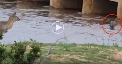 Video: Linh dương mẹ bất lực nhìn linh dương con qua sông bị nước cuốn đi