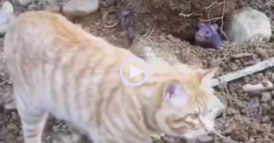 Video: Mèo buồn thiu vì rủ chuột đi chơi nhưng bị từ chối