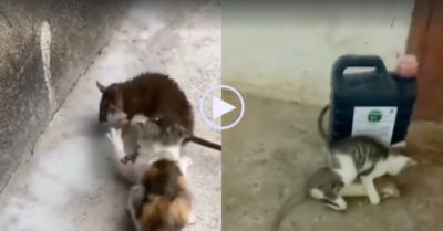 Video: Bé mèo ‘hạt tiêu’ bắt chuột siêu đỉnh