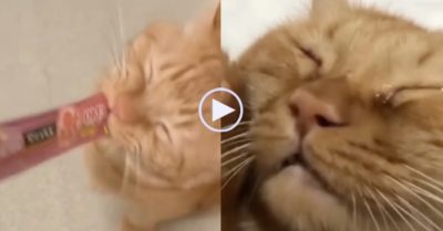 Video: Mèo khóc ăn vạ với chủ vì để sổng mất chuột