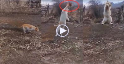 Video: Mèo phi thân vồ con mồi ‘bách phát bách trúng’