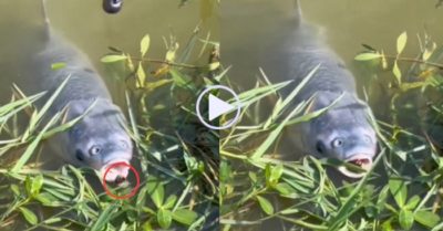 Video: Cá mặc kệ miếng mồi ngon đung đưa trước mặt