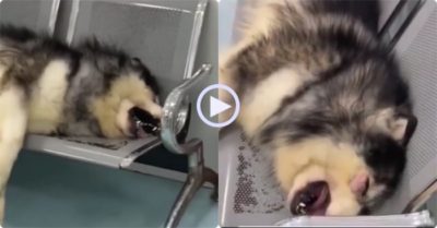 Video: Ngáo ngơ bị bạn đánh sưng mắt, nằm khóc ăn vạ vì chủ không ra mặt giúp