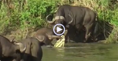 Video: Đàn trâu rừng bao vây, uy hiếp cá sấu để cứu nghé con