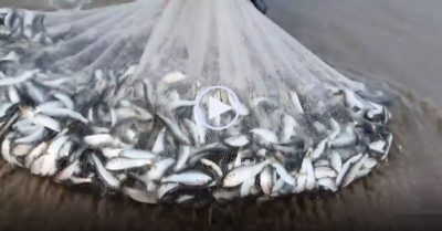 Video: Đứng gần bờ quăng lưới, người đàn ông thu về mẻ cá chất lượng