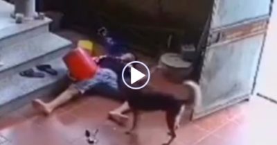 Video: Chú chó tìm người giúp khi chủ say thuốc lào ngã ra đất