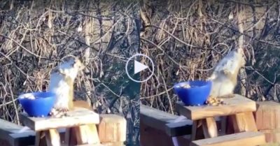 Video: Sóc con say ngất ngư vì ăn nhầm quả lê đã lên men