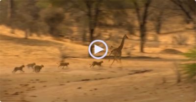 Video: Bầy sư tử hợp sức săn hươu cao cổ