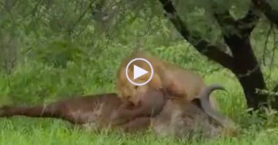 Video: Sư tử đực hoảng hốt tháo chạy vì trâu rừng bỗng dưng ‘lật kèo’