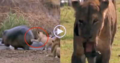 Video: Dại dột dây vào hà mã, sư tử cái bị ngoạm gãy hàm